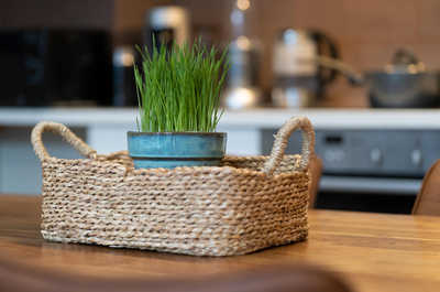 Even our wheatgrass plants are real.