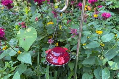 Don't forget to watch the hummingbirds fly around the wildflowers!