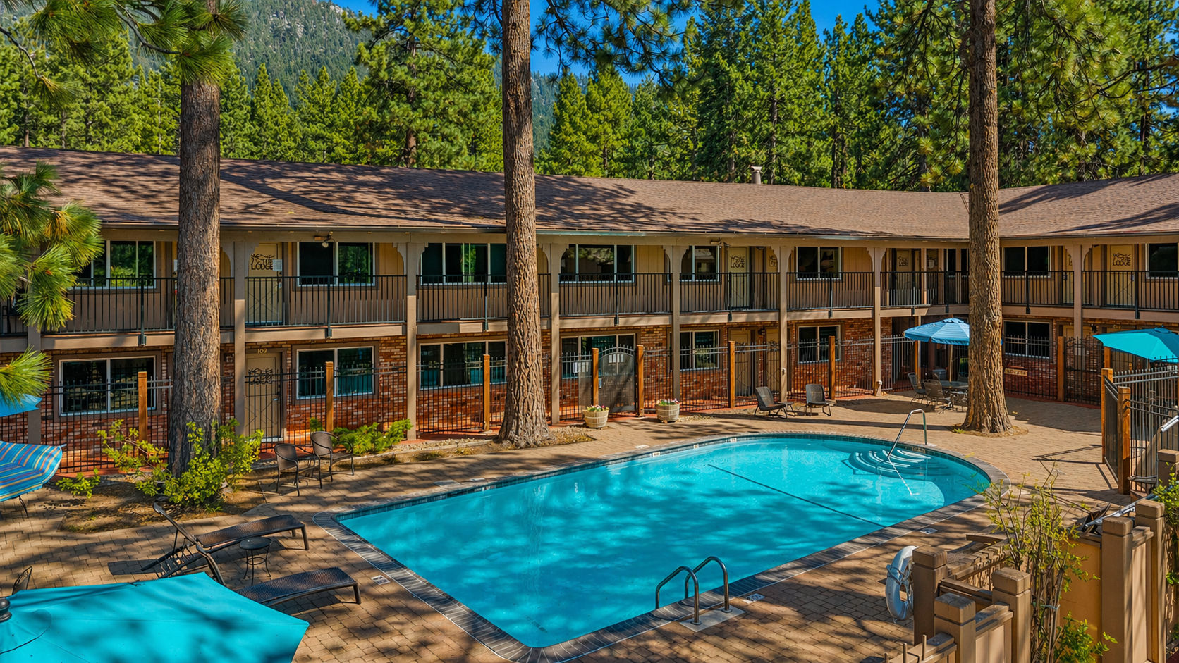 image Pool area surrounded by tall pine trees