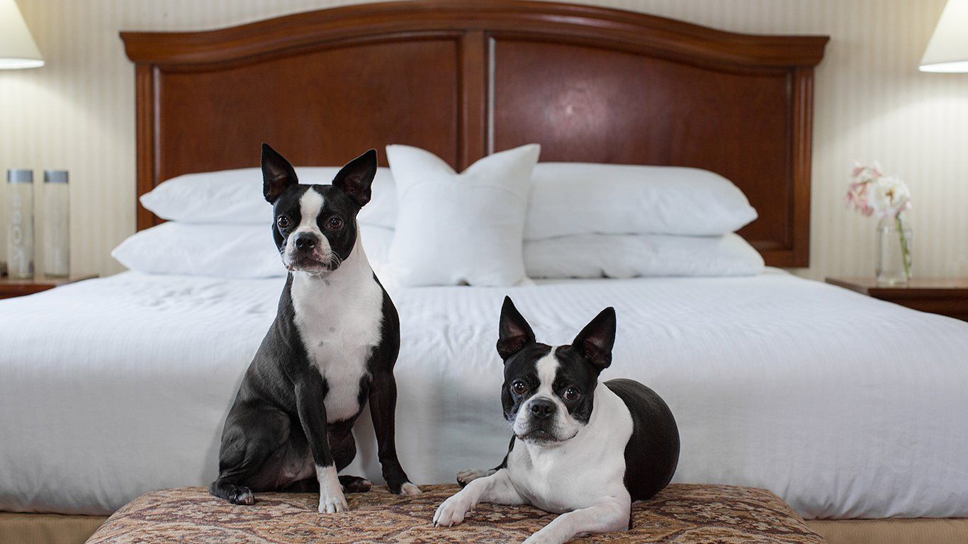 image Dogs are welcome here - two queen beds and a warm, open room give everyone space.