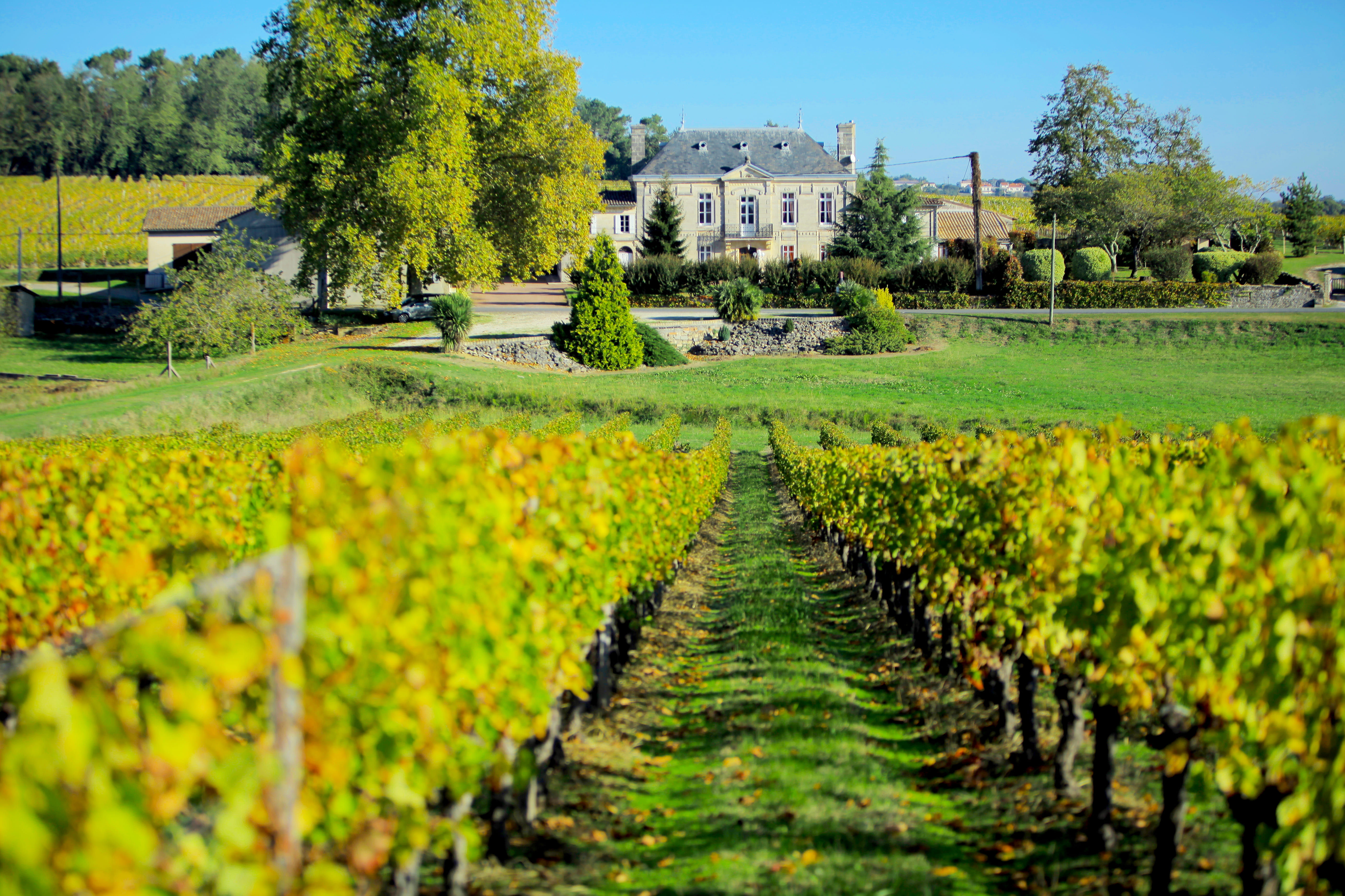 image Rows of certified organic vines stretch out from the estate, cultivated since 1837 in the heart of the Côtes de Bourg.
