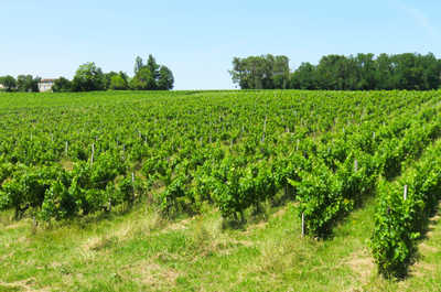The estate's south-facing vines thrive on the slopes of the Côtes de Bourg, just steps from the château's garden.