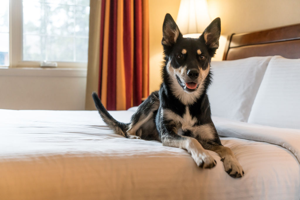 image Enjoy a pet-friendly experience where your furry friends can feel right at home.