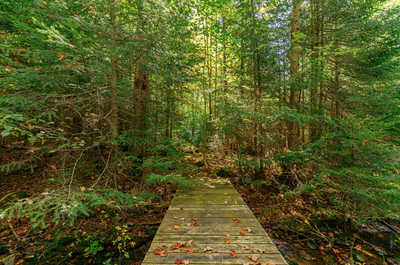 Charming footbridge over a forest stream, adding a touch of magic to the scenic trails around the property.