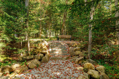 Enchanting forest trail with a small bridge, perfect for morning walks and nature exploration.