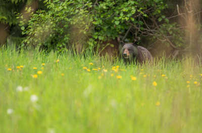 Spot wildlife in the lush summer surroundings.