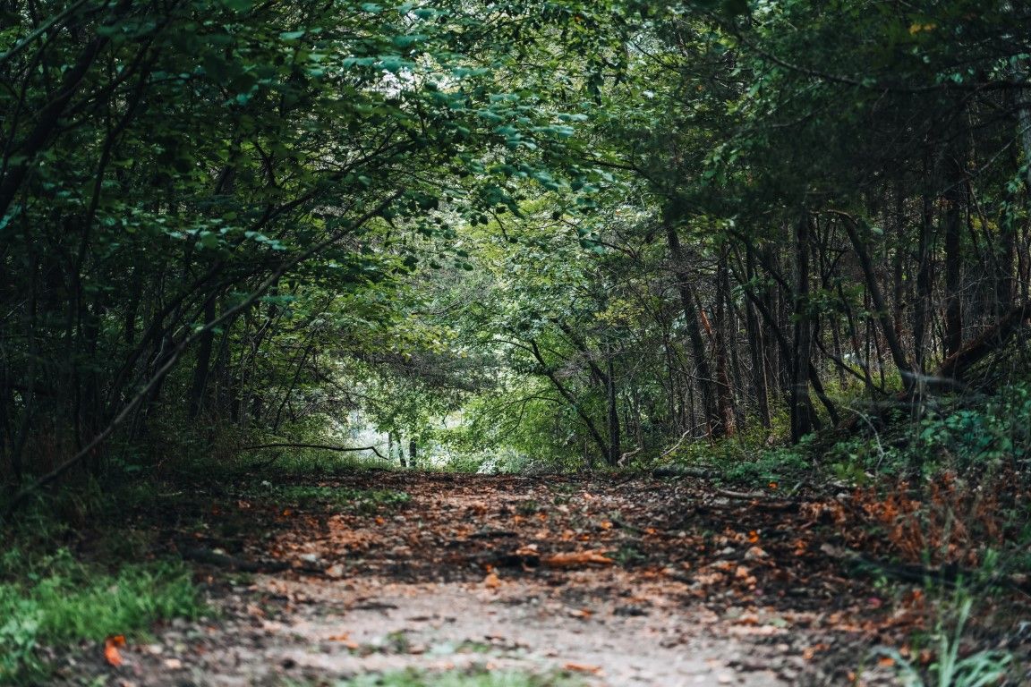 image Lace up your boots and wander the golden trails. Fall hiking here means crunchy leaves underfoot and endless woodland views.