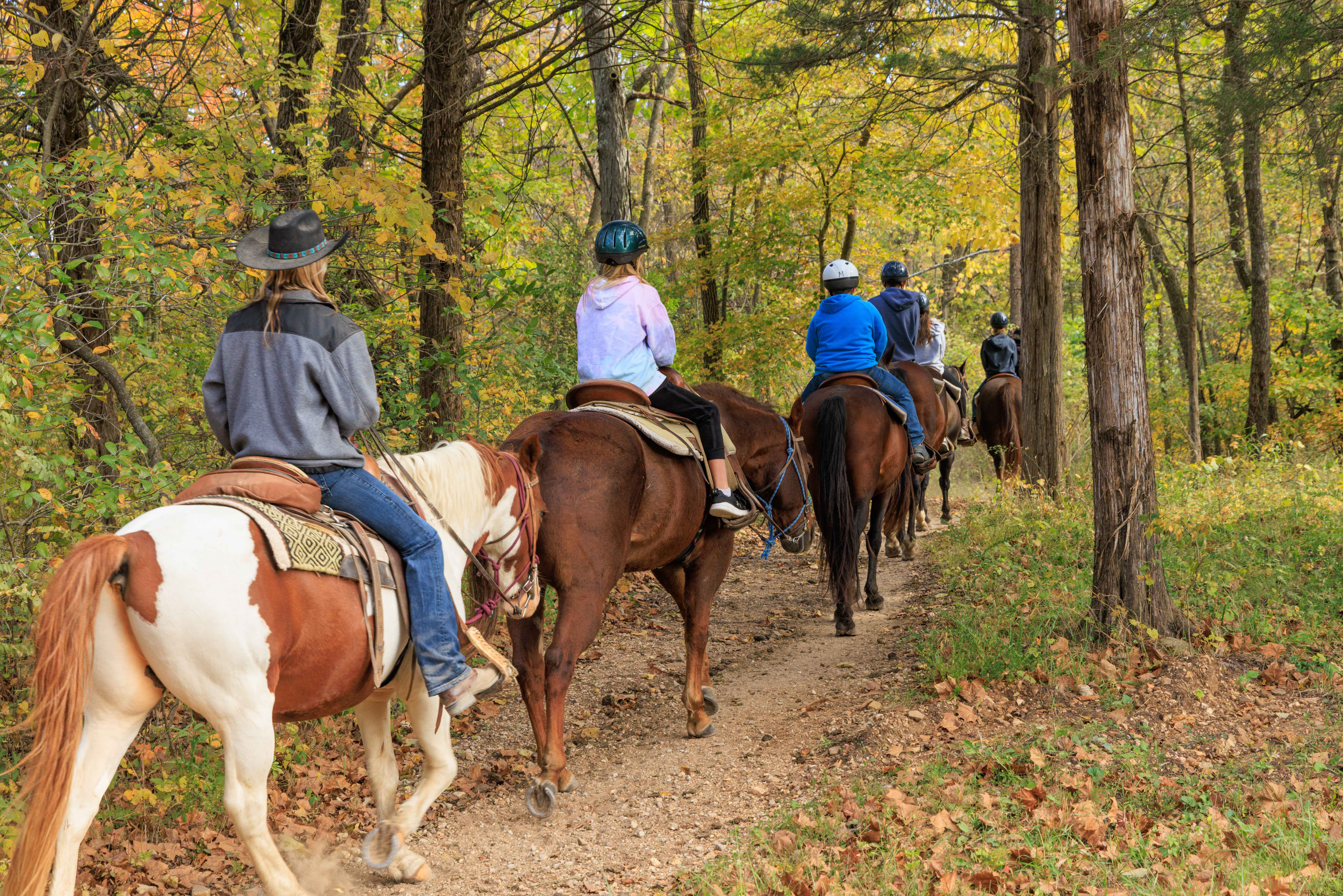 image Experience a guided horseback ride through picturesque trails, surrounded by lush forest landscapes.