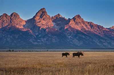 Two moose graze together in an open meadow dusted with snow.