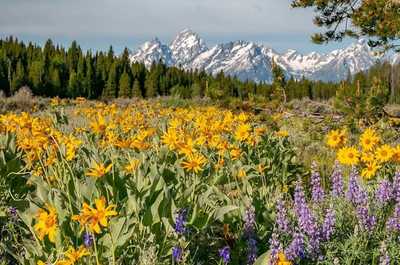 Wildflowers bloom yellow and purple against a backdrop of Teton peaks.