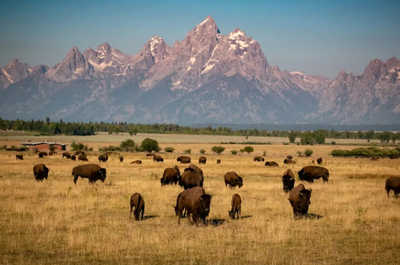 Herds of bison move across a snowy field beneath the mountains.