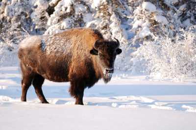 Bison move through deep snow blanketing the forest floor near Jackson Hole.