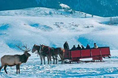 Horse-drawn sleighs pause near elk grazing at the National Elk Refuge.