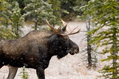 Snow drifts down as a moose wanders through the pines.